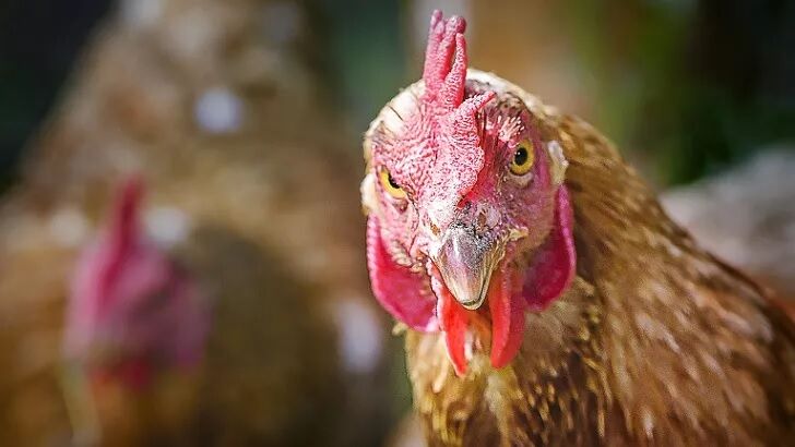 British Village Invaded by Massive Flock of Feral Chickens