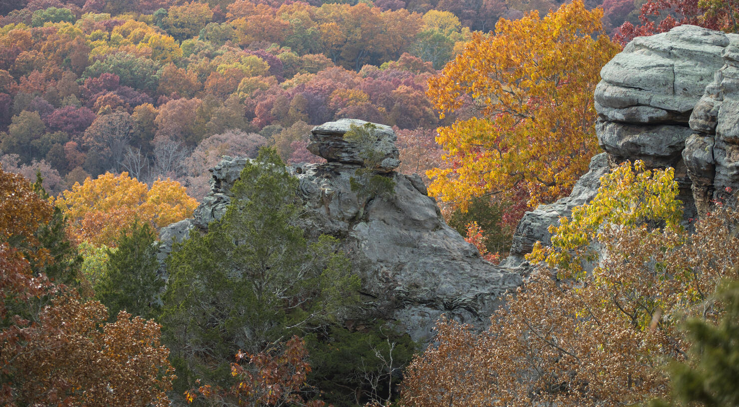 Trees in forest during autumn,Illinois,United States,USA
