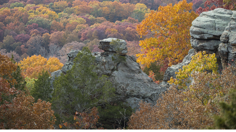 Trees in forest during autumn,Illinois,United States,USA
