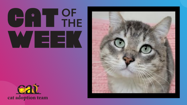 Cat Of The Week: Oliver (Adopt Me)