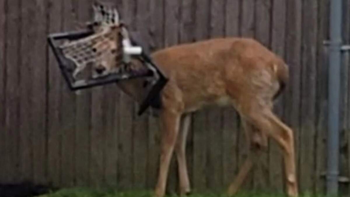 Deer in Upstate New York Freed from Hockey Net Stuck on Head for Two