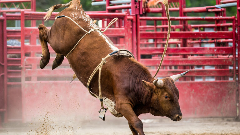 Untamed bull in a generic rodeo arena.