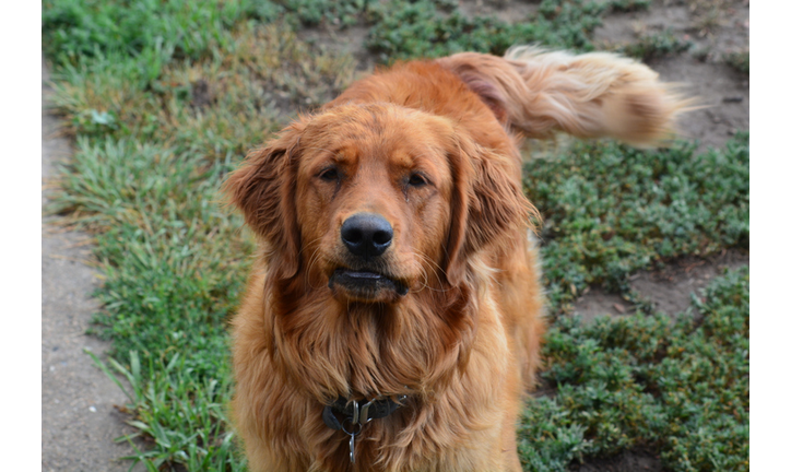 Stubborn Golden Retriever