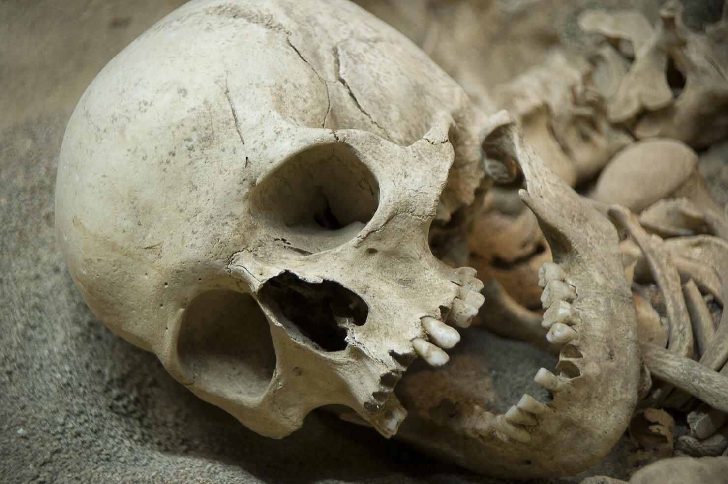 Skeleton remains of human looking to the side 