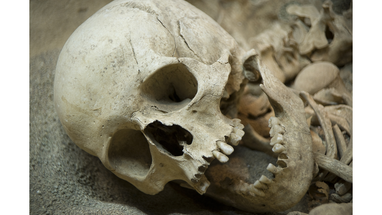 Skeleton remains of human looking to the side 