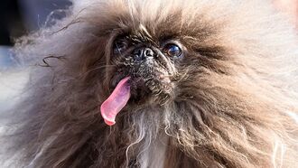 Video: 'World's Ugliest Dog' for 2024 Crowned