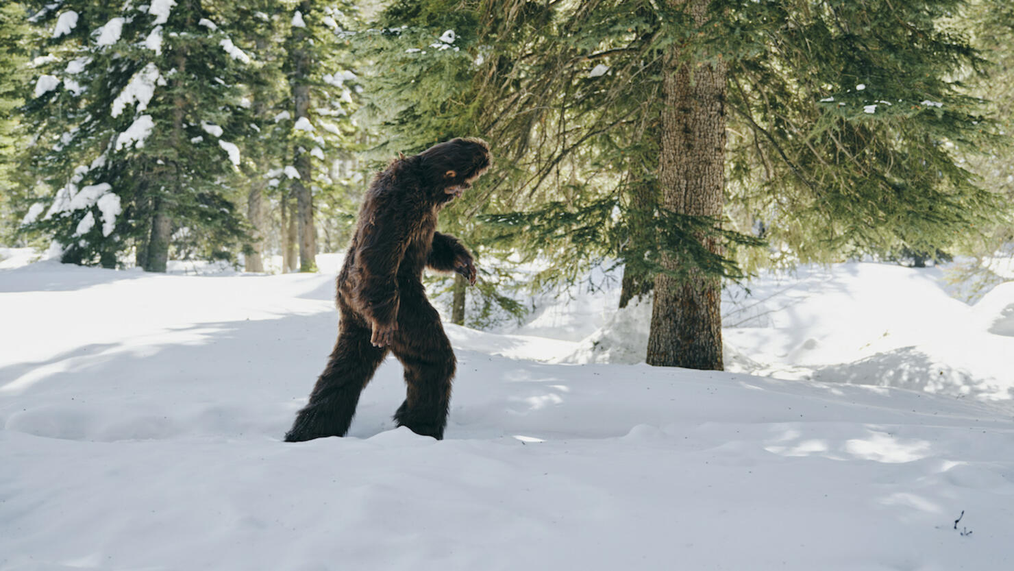 Sasquatch Bigfoot in a Winter Forest