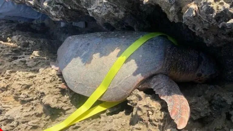 Loggerhead Sea Turtle Gets Stuck In Martin County