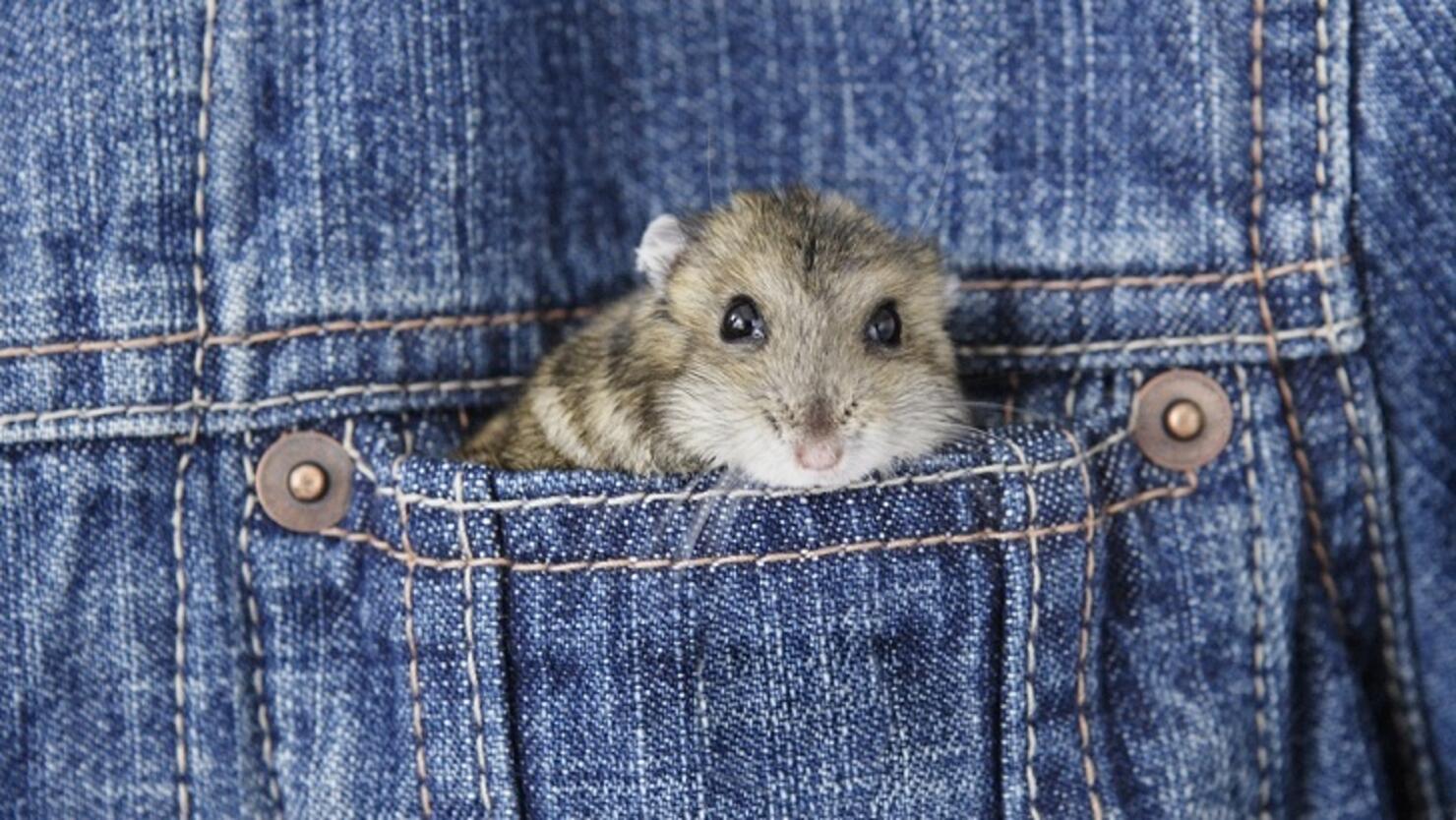 Video: Alleged Pet Store Burglar Busted with Hamsters in Pants | iHeart