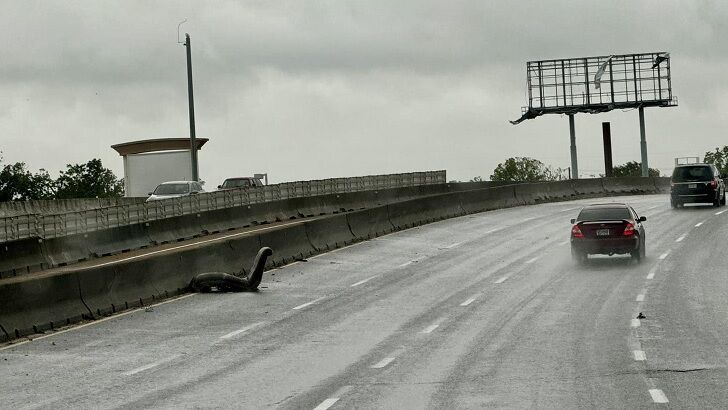 'Nessie' Spotted on Side of Texas Highway