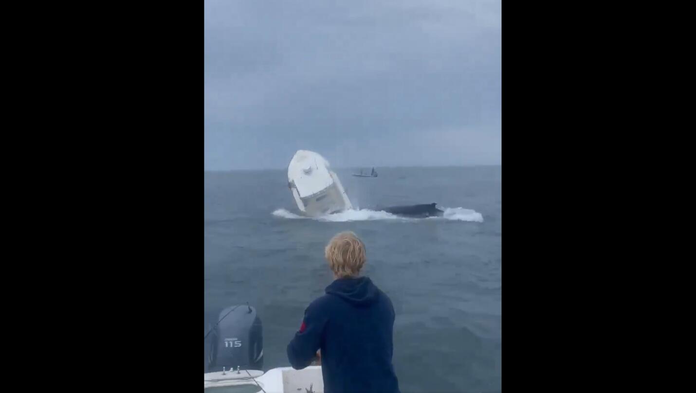 Whale Attack Or Being In The Wrong Place At The Wrong Time?