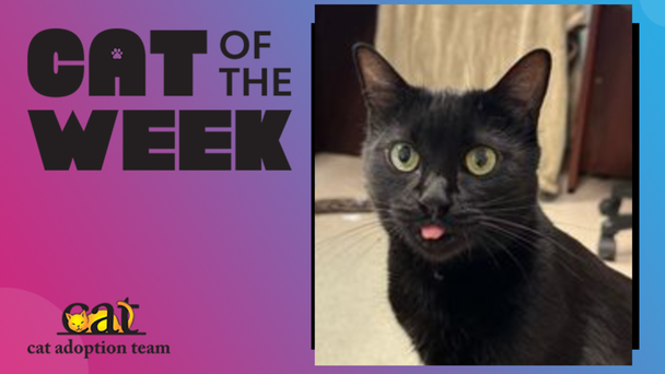 Cat Of The Week: Missy (Adopt Me)