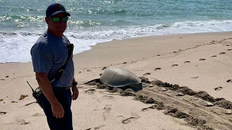 Sea Turtle Rescue In Martin County