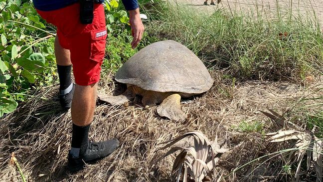 Sea Turtle Rescue In Martin County