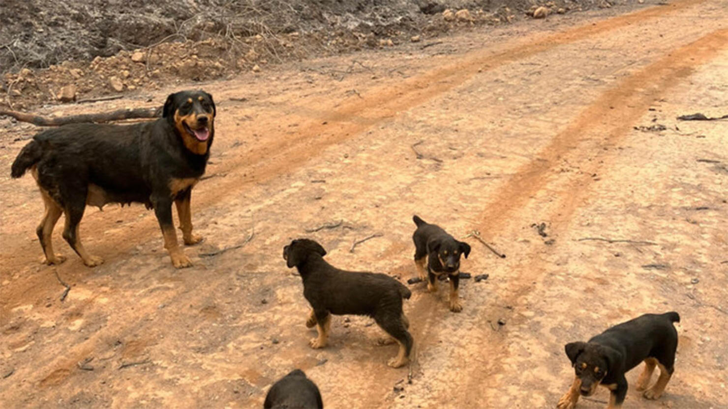 Five Rottweilers were rescued from the Park Fire