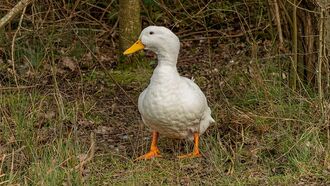 Animal Psychic Enlisted in British Woman's Quest to Reunite with Missing Pet Duck