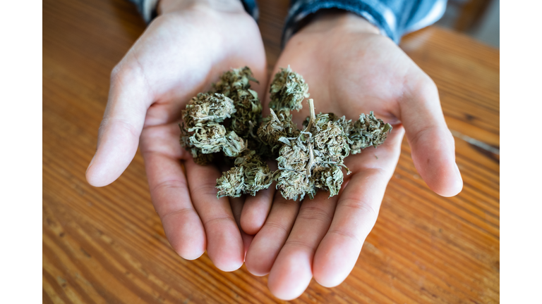 Unrecognizable man holding marijuana buds