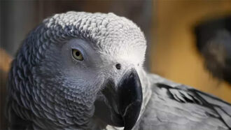  Watch: Parrot Breaks Guinness World Record for Identifying Objects