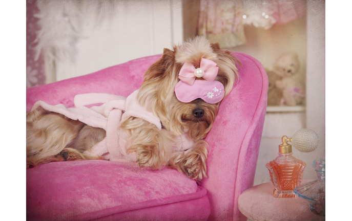 Yorkie on Sofa in Pink Robe at Grooming Salon Spa