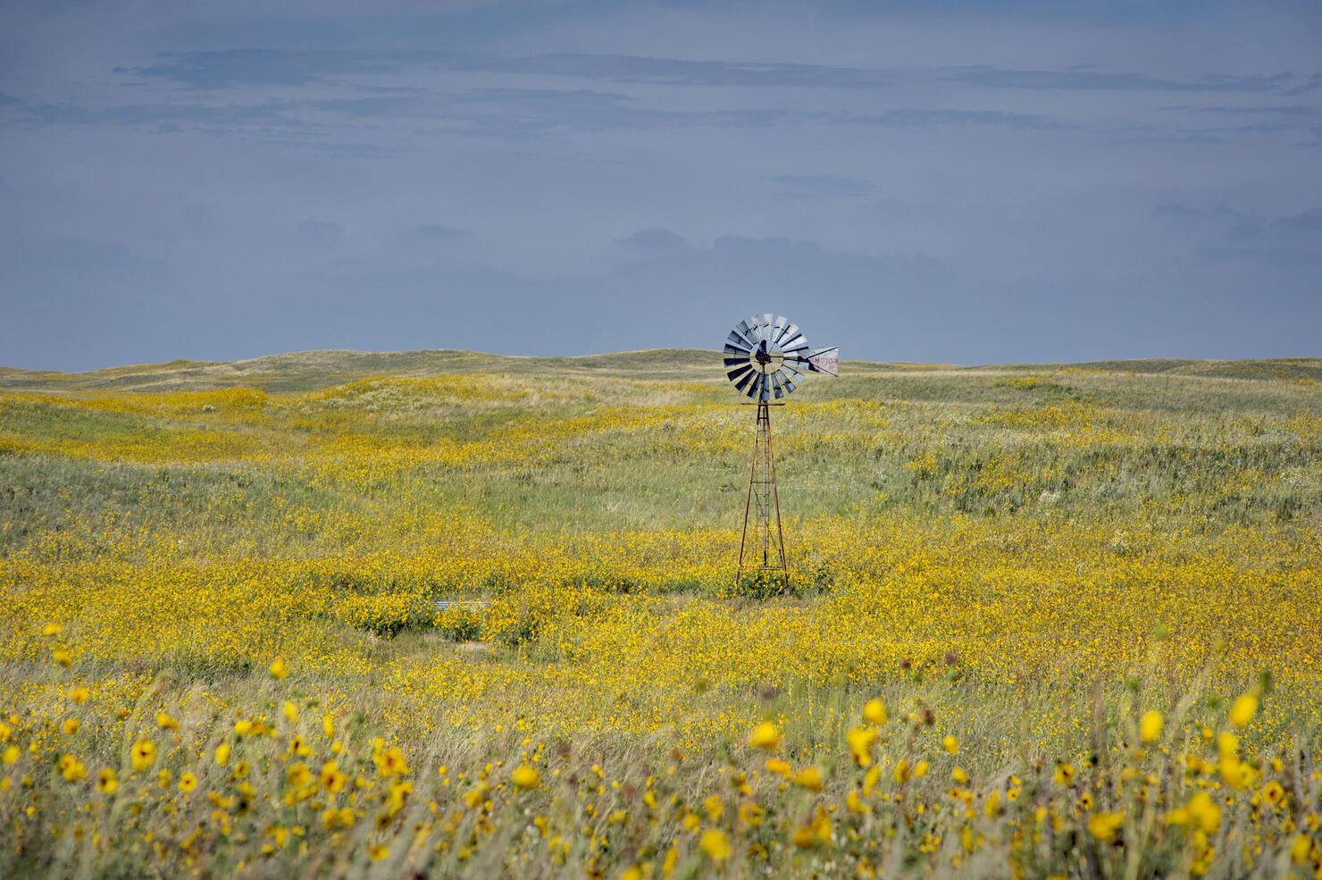 Wild sunflowers and windmill in the Sandhills of Nebraska along Highway 20
