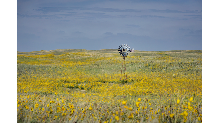 Wild sunflowers and windmill in the Sandhills of Nebraska along Highway 20