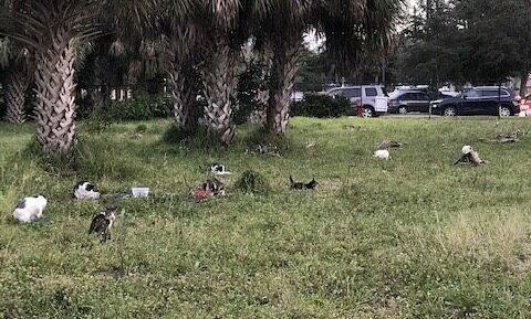 Feral Cats At Lantana & Jog