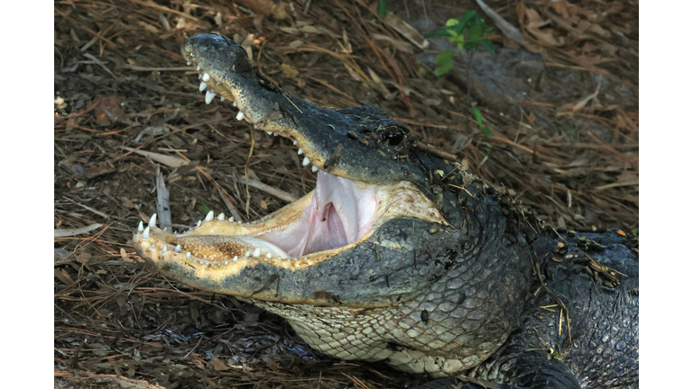 Florida Wildlife And Daily Life Scenes