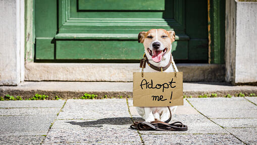 Come Meet Adorable Dogs & Cats From LA Animal Services 