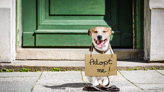 Come Meet Adorable Dogs & Cats From LA Animal Services 