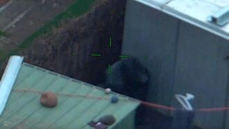 Video: Australian Cops Use Helicopter to Locate Stolen Gorilla Statue