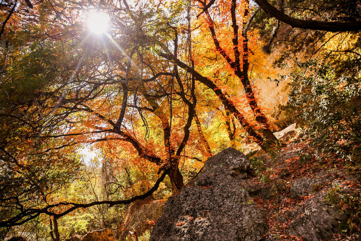 Lost Maples State Park Fall Foliage