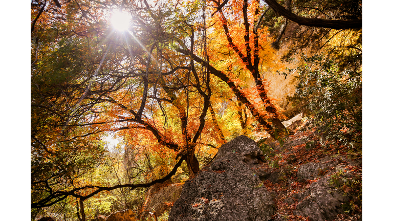 Lost Maples State Park Fall Foliage