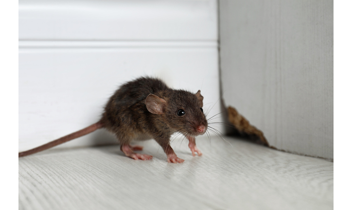 Grey rat near wooden wall on floor. Pest control