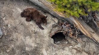 Watch: Serbian Influencer Narrowly Escapes Empty Bear's Den When Creature Comes Home