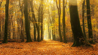 3 South Carolina Spots Among The Best In The State To See Fall Foliage