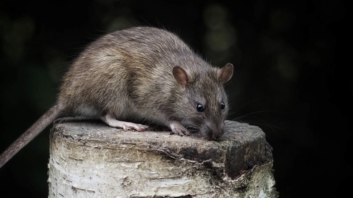 Georgia City Among The 10 Most 'Rodent-Infested' Cities In America ...