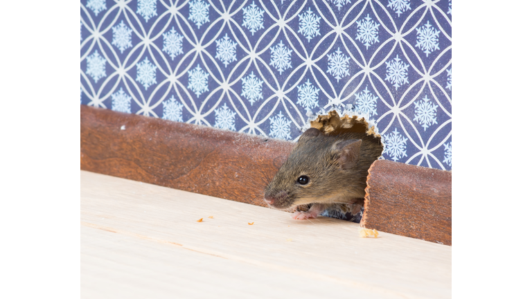house mouse gets into  room through hole in wall