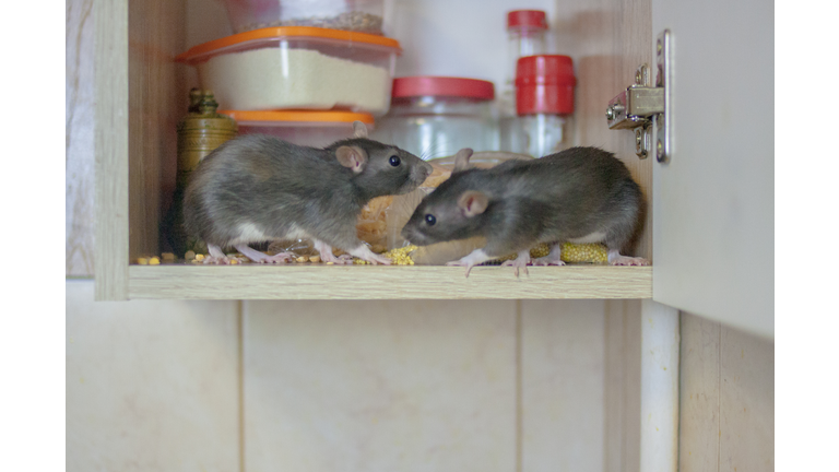 destruction of food stocks. mice are black two pieces. symbol