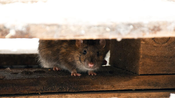 1 Michigan City Among The 'Most Rodent-Infested' In America