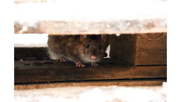 the rat hides under wooden planks and looks out