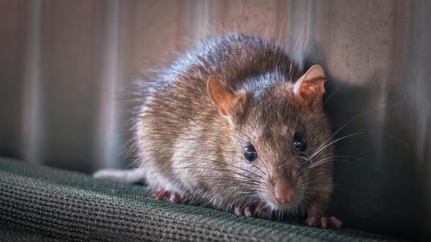 4 Texas Cities Among The 'Most Rodent-Infested' In America