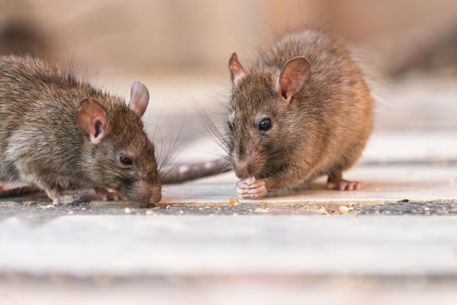 Rat eating