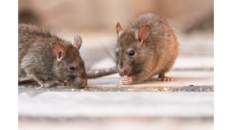 Rat eating