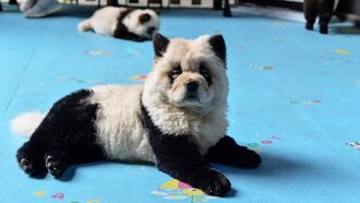 Video: Chinese Zoo Proudly Displays Dogs Painted as Pandas