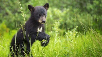Bear Cub Breaks into Colorado Middle School Cafeteria