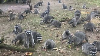 Video: Washington Cops Rescue Woman Trapped in Home by Swarm of Raccoons