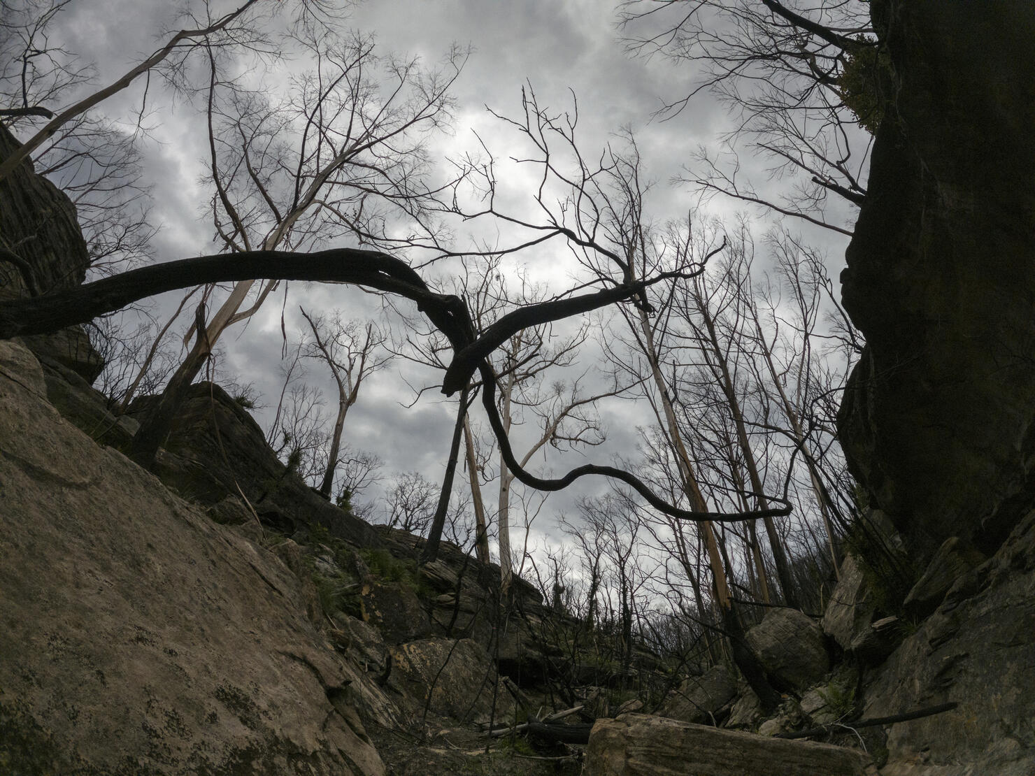 Storm clouds, dead trees after forest fire in valley