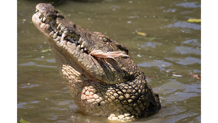Close-up of crocodile swimming in lake,Mkhomazi Wilderness Area,South Africa