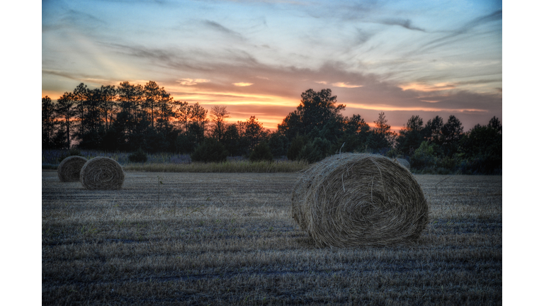 Bales of drying hay along the Niobrara River at sunset near Valentine, Nebraska