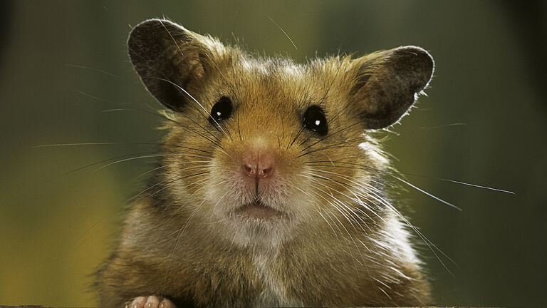 Mesocricetus auratus (golden hamster, Syrian hamster) - portrait